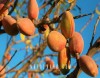 با اندک سرمایه گذاری در بازار نهال ایران، به یکی از ثروتمندان منطقه تبدیل شوید
